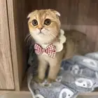 قطط سكوتش