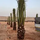 نخل للبيع