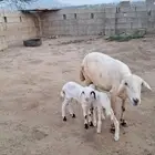 1 من الضان و تحتها رخله وطلي