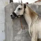 حصان شعبي