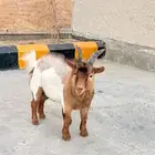 ماهز قزم