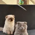 قطة للبيع سكوتش فولد وهملايا