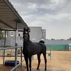 حصان شيخ
