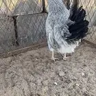دجاجة فرنسية بياض