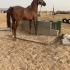 حصان شعبي
