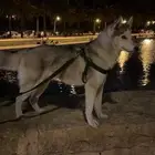 للبيع كلب هاسكي انثى