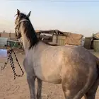 مهر