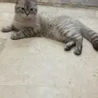 قطه للبيع