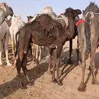 قعود مجهم