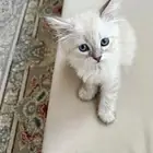 قطة شيرازي ذكر العمر شهرين للبيع