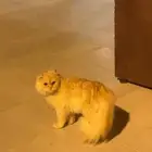 قط شيرازي للبيع