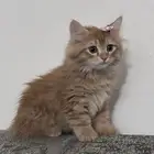 قط أليف للتبني