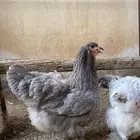 دجاج براهما