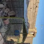 شبك بقلاوه