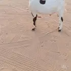 تيس هولندي ثني مشروط القريع