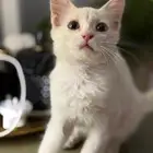 قط ذكر لتبني