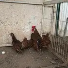 طقم سبرايت نحاسي