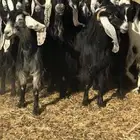 معزا عوارض صنف جروم ناهيه