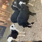 بهم نجدي 4طليان4رخال نظاف البطليان قافله والرخال ظهورها وسط