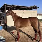 فرس شيخه