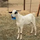 تيس فحل بيشي