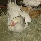 دجاج بلدي