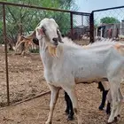 تيس للبيع الموقع العارضه