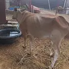 بقر وحسلان للبيع