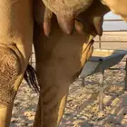 خلفه ذلول طيبه هديه هجن