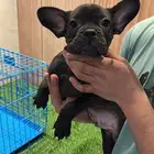 جرو ذكر فرنش بولدج مستوى عالي