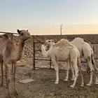 قعدان للبيع