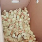 صغار البط جملة داخل الرياض