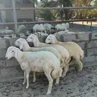 طليان حري للبيع