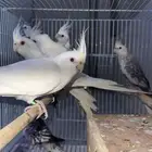 أزواج كروان منتجه (تم البيع )