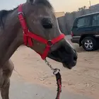 لبيع مهره واهو فاخر