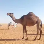 شعل كفو طيبه واطيب من التصوير