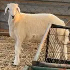 طلي حري العمر 5 شهور