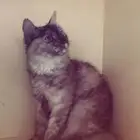 قطوه انثى شيرازيه عمره شهرين للبيع ب500