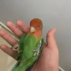 روز انثى