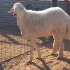 مشروع فحل حري فاخر