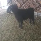 سلام عليكم تيس رباع شرط