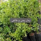 شتلات
