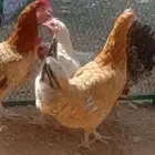 دجاج بلدي بياض