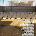 بط بكيني بياض