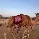 خرج