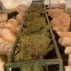 برابر صوماليه وسواكن تربيه علف نضيف وصحه جيده