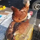 دجاج لوهمان براون