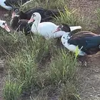 للبيع بط مسكوفي - بلدي