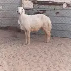 خرفان حريات