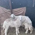 للبيع خروف و شاه حريه